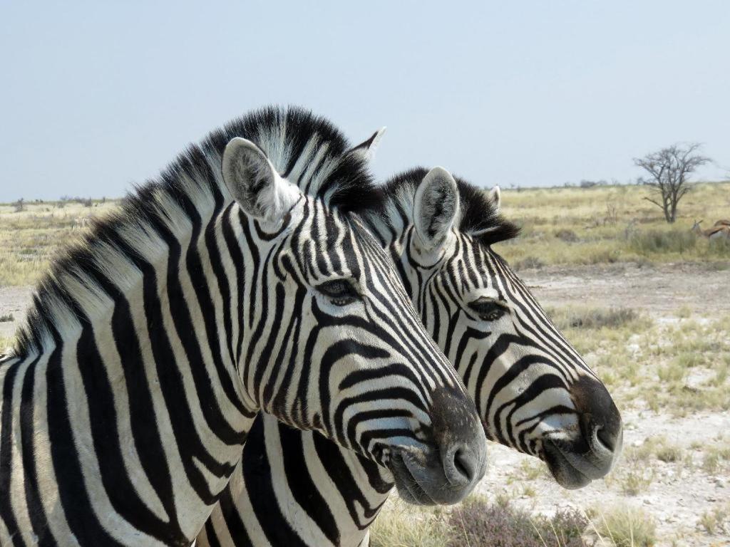 ホテル Etosha Safari Camp, Etosha National Park, Namibia オカウクエジョ エクステリア 写真