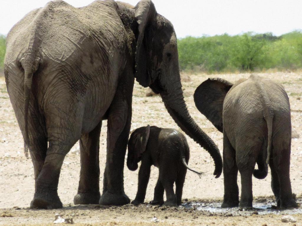 ホテル Etosha Safari Camp, Etosha National Park, Namibia オカウクエジョ エクステリア 写真
