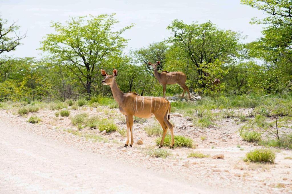 ホテル Etosha Safari Camp, Etosha National Park, Namibia オカウクエジョ エクステリア 写真